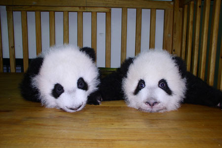 投身社會公益活動,東芝連續(xù)四次獲得光明公益獎