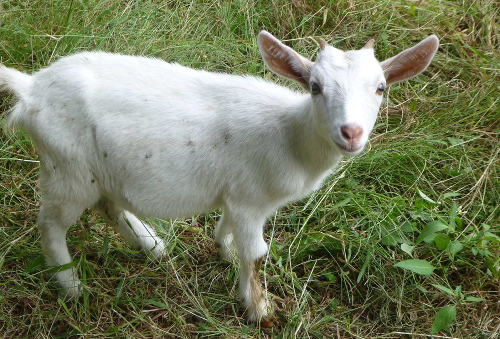 山羊?qū)殞氁矃⑴c到除草項(xiàng)目中