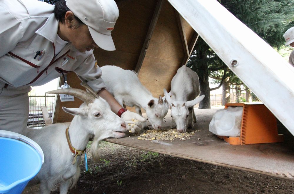 在綠地上開展CSR活動(dòng)-東芝利用山羊和綿羊減少CO2排放