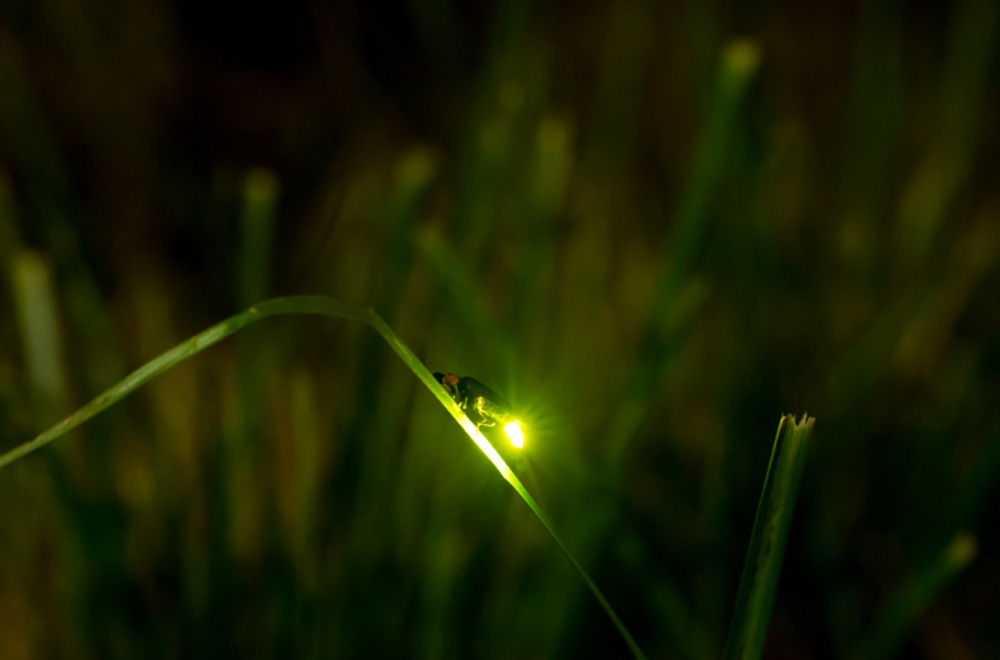 5年間默默無聞的環(huán)?；顒?dòng)，讓螢火蟲回歸河流